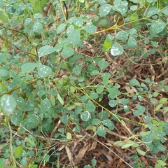 Goodia medicaginea