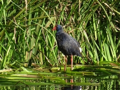 Porphyrio porphyrio