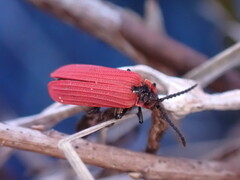 Dictyoptera aurora