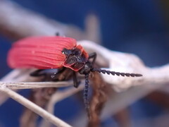 Dictyoptera aurora
