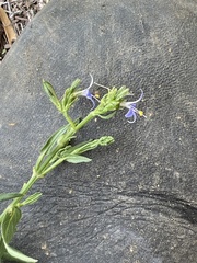 Carlowrightia parviflora