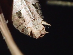 Neduba