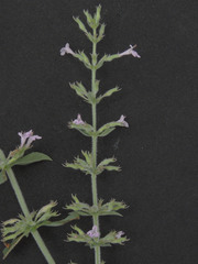 Hedeoma oblongifolia