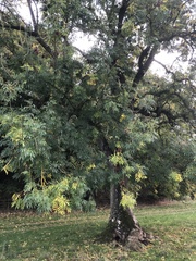 Fraxinus excelsior
