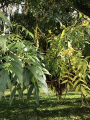 Fraxinus excelsior