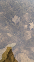 Hydrocharitaceae