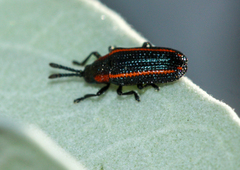 Microrhopala rubrolineata