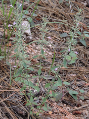 Hedeoma oblongifolia