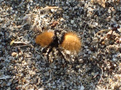 Dasymutilla californica
