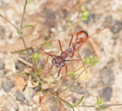Myrmecia nigriscapa