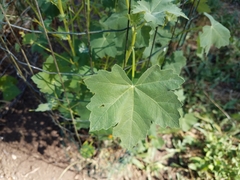 Malva assurgentiflora