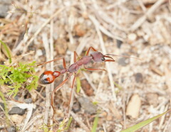 Myrmecia nigriscapa