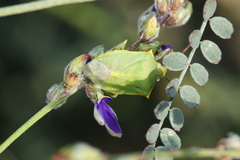 Thyanta custator accerra