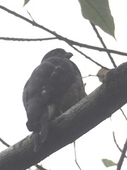 Harpagus bidentatus