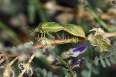 Thyanta custator accerra