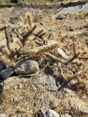 Cylindropuntia