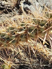 Cylindropuntia