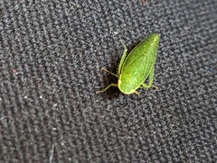 Rugosana