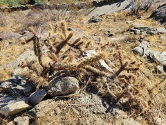 Cylindropuntia