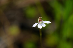 Caladenia prolata
