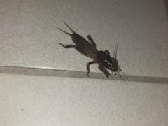 Gryllotalpa australis