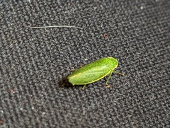 Rugosana
