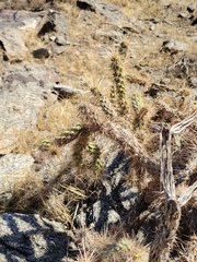 Cylindropuntia