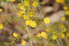 Acacia brownii