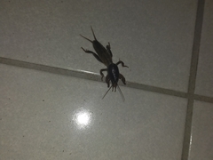 Gryllotalpa australis