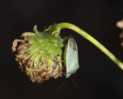 Thyanta custator accerra