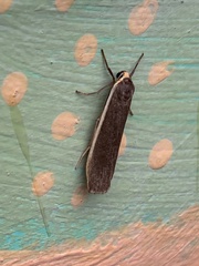 Palaeosia bicosta