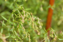 Gonocarpus tetragynus