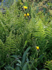 Crepis conyzifolia