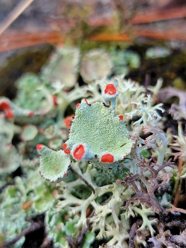 Red-fruited Pixie Cup