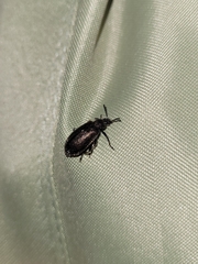 Lagria villosa