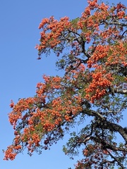 Erythrina falcata