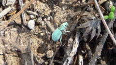 Polydrusus hassayampus