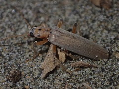 Copidita quadrimaculata