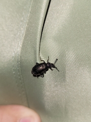 Lagria villosa