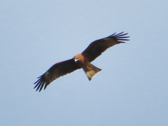 Milvus migrans lineatus