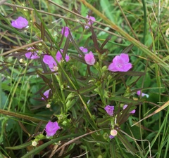 Agalinis neoscotica