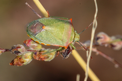 Thyanta custator accerra