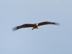 Milvus migrans lineatus