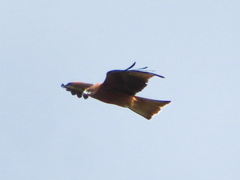Milvus migrans lineatus