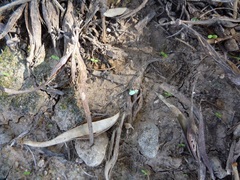 Polydrusus hassayampus