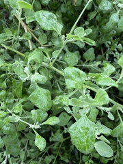 Chenopodium parabolicum