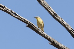 Ptilotula keartlandi