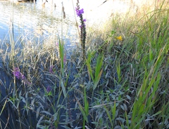 Erythranthe scouleri