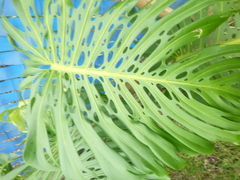 Monstera deliciosa
