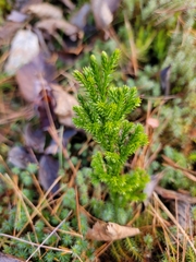 Dendrolycopodium